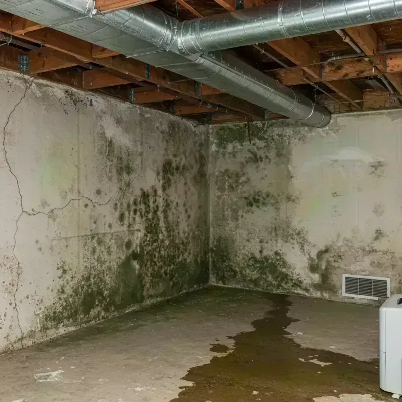 Professional Mold Removal in Colorado City, CO